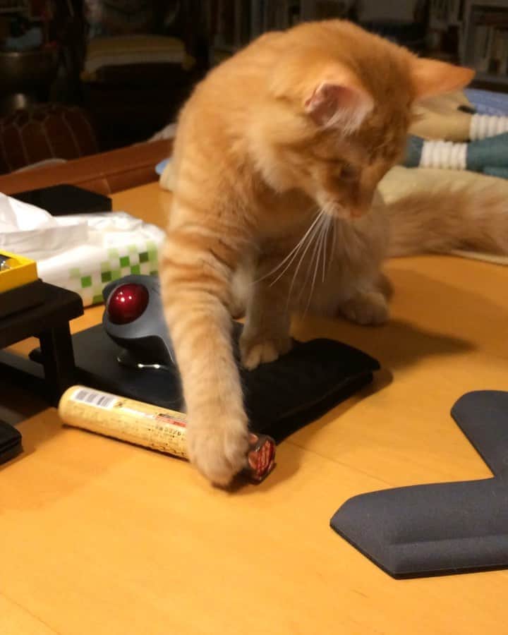 岡田屋鉄蔵のインスタグラム：「犯行の一部始終を。」