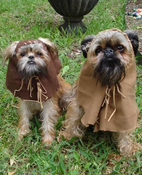 HGTVさんのインスタグラム写真 - (HGTVInstagram)「These pooches came from far, far away to help you create DIY Halloween costumes for your pets. 🤩  Include your furry friend in this year's Halloween celebrations by crafting a handmade costume for your dog or cat. 🐩 🎃 🐈⁠ Just be sure to use only soft, lightweight materials that don't obstruct your pet's movement, eyes, nose or mouth! 🆘 Find 20 DIY pet costumes for Halloween at the link in our profile! 🔝 ⁠ ⁠ #HowToHalloween #pets #petDIYs #petcostumes #halloween #dogcostume #catcostume #DIYcostumes」9月25日 3時01分 - hgtv