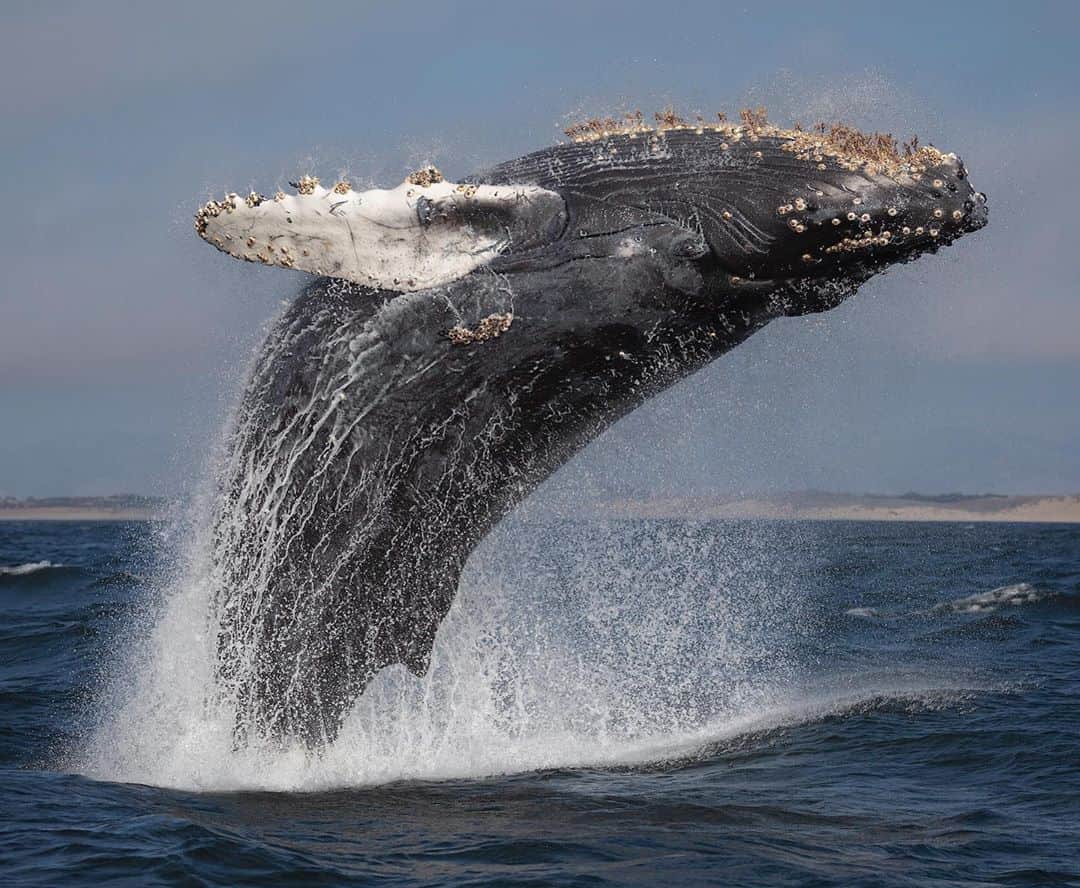 Chase Dekker Wild-Life Imagesのインスタグラム：「I’m sure I can’t write or say anything different than anyone else could about how strange this year has been. However, nothing has helped passed the time along more than the wonderful acrobatics of Monterey Bay’s humpback whales. Over the past two weeks the amount of whales and action has risen dramatically and it’s been an absolutely blast. The other night, this calf became friendly with my boat for over 2.5 hours and a few times breached so close we got drenched. I’ll be offering trips and workshops much more this autumn since I’m not traveling anywhere, so come out with me to witness this show for yourself! @sanctuarycruises」