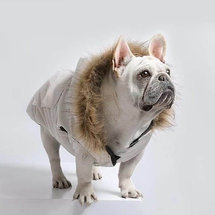 French Bulldogさんのインスタグラム写真 - (French BulldogInstagram)「💥NEW!!!💥 Chill Winter Dog Jacket 🐕❄ ... ✔ This Chill Winter Dog Jacket in Gray, Blue or Camouflage will look great all winter long. 🛒🛍 . . . . . #フレンチブルドッグ #puppylove #bully #squishyfacecrewbulldog #frenchiesgram #frenchyfanatics #ilovemyfrenchie #puppy #englishbulldog #fransebulldog #frenchiepuppy #frenchieoftheday #pug #frenchbulldogsofig #pugsofinstagram #bostonterriers #bostonterriersofinstagram #frenchbulldogclothing #frenchbulldogfashion」9月25日 3時25分 - frenchie.world
