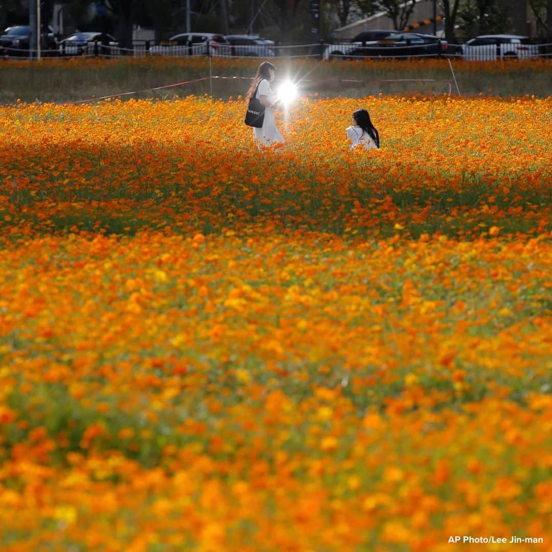 ABC Newsさんのインスタグラム写真 - (ABC NewsInstagram)「Sunlight reflected on visitor's smartphone as they take pictures in a field of Cosmos flowers in Goyang, South Korea. #flowers #southkorea」9月24日 19時33分 - abcnews