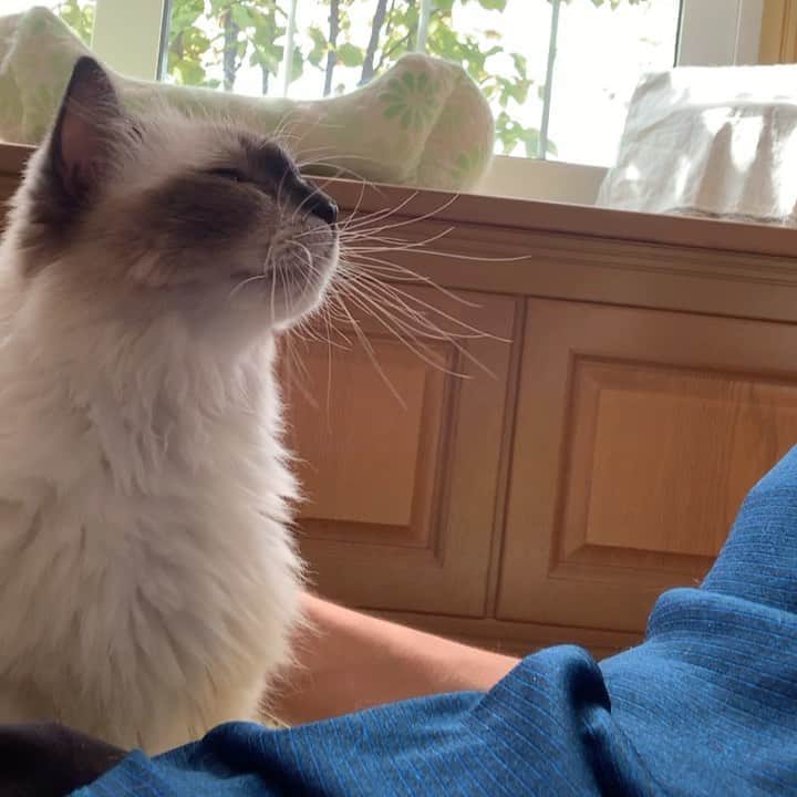 takegaeruのインスタグラム：「ムフフ このきゃわたんめ❤️ #cat #猫 #ragdoll #ラグドール #ホワイトポッチーズ」