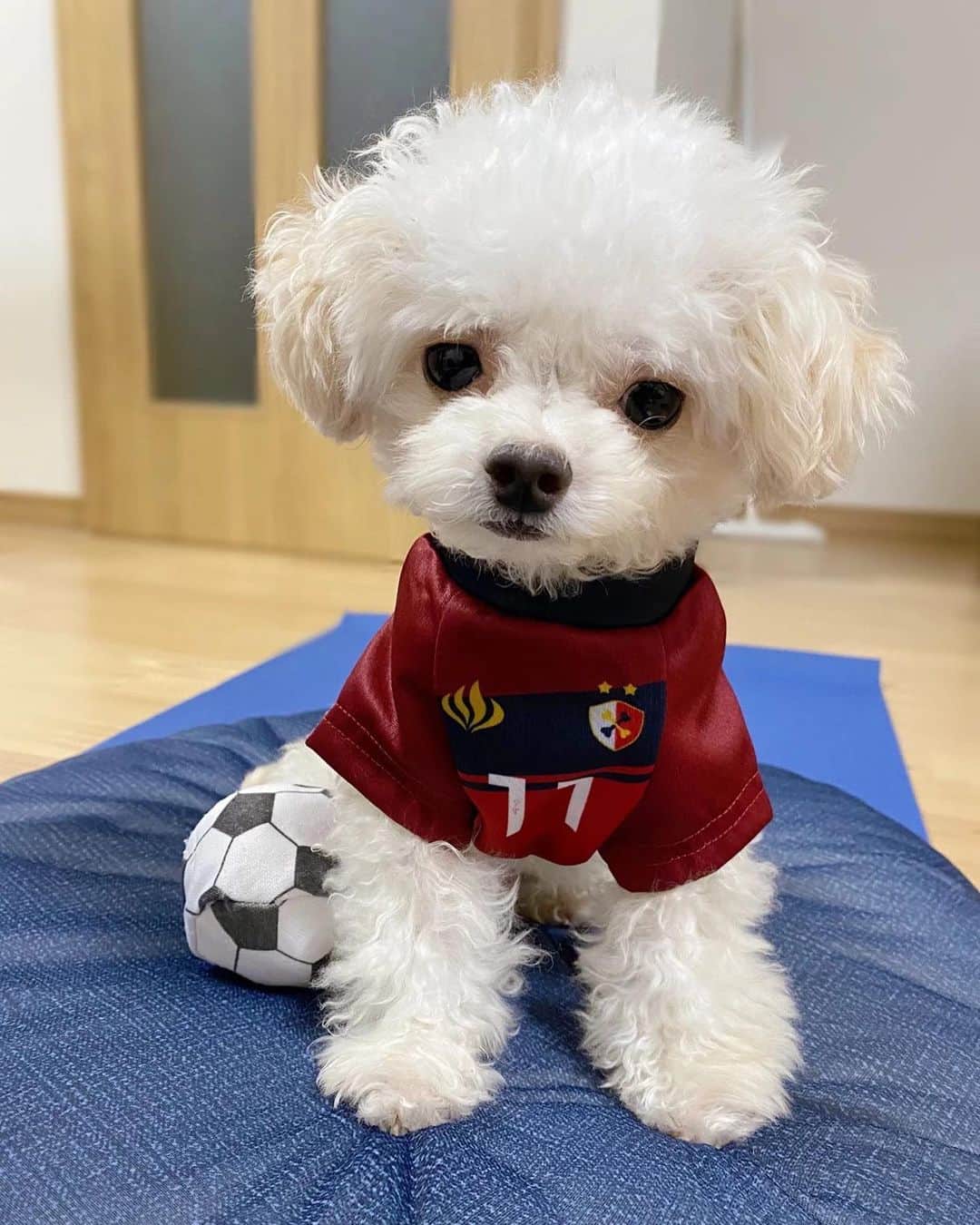 和泉竜司のインスタグラム：「サポーターの方から頂きました！ ありがとうございます！ これは可愛すぎる。  #鹿島アントラーズ #11 #WILL #犬部」