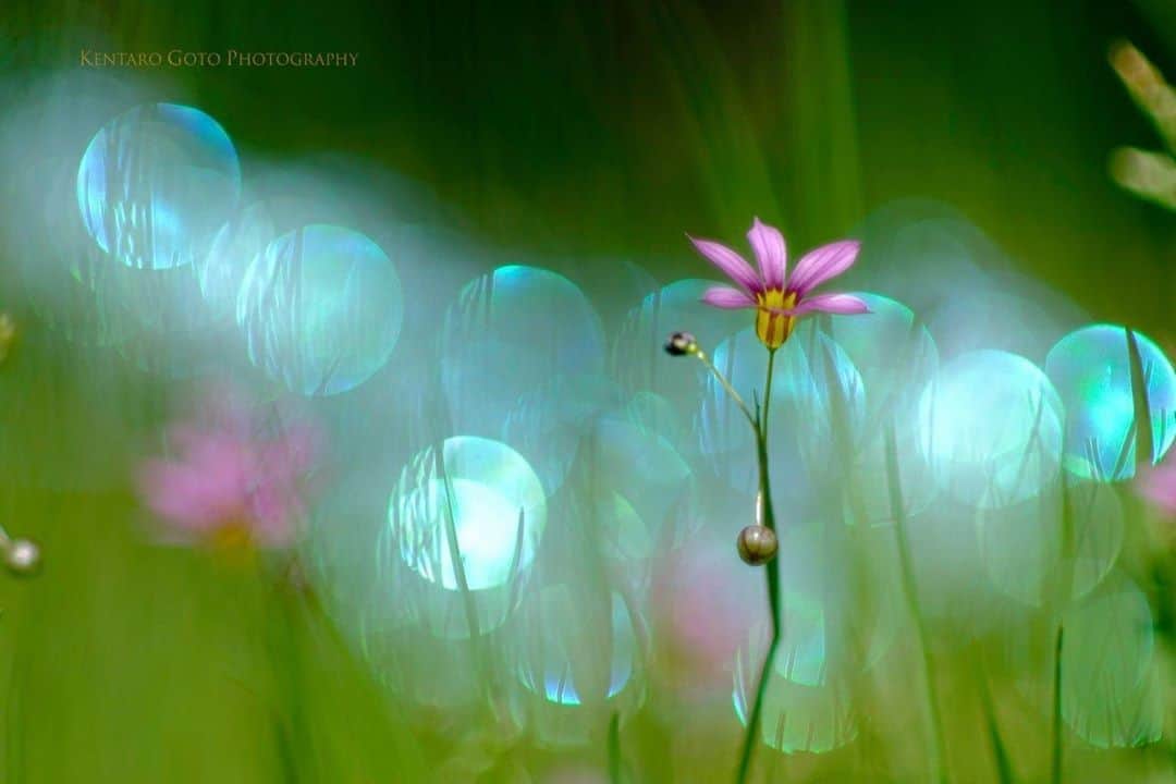 花の写真館のインスタグラム：「Photo by 後藤 謙太郎.⠀ .⠀ Original Post[投稿いただいたURL]⠀ https://www.facebook.com/photo.php?fbid=2773545722773097⠀ .⠀ 本アカウントは、 #私の花の写真 をつけてInstagramに投稿された皆さまの花の写真や、「花の写真館」Facebookページで投稿された花の写真を紹介します。⠀ 「花の写真館」Facebookページは、「 @floral.photograph 」のプロフィールにあるURLからご覧ください。⠀ .⠀ ※各自、政府、自治体など公的機関の指示に従った行動をお願いします。⠀⠀ 東京カメラ部および分室では、写真を「見る楽しみ」を提供することを通して、微力ながら皆様にわずかな時間でも癒しをお届けしたいと思っております。⠀ ※本アカウントは東京カメラ部がFacebook、Instagramのサービスを利用して運営しているもので、Facebook社・Instagramとは一切関係ありません。⠀ .⠀ #花の写真館 #floralphotograph #floralphoto #flower #flowers⠀ Follow: @floral.photograph」