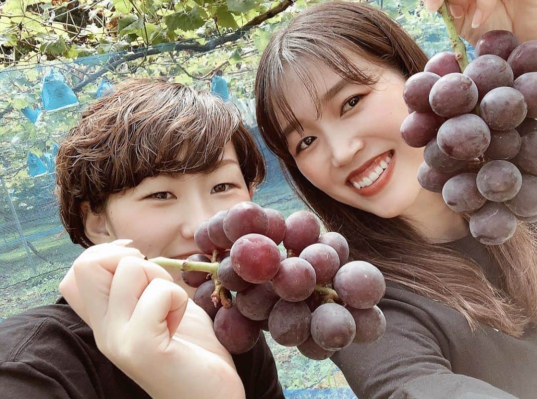 野村明日香のインスタグラム：「﻿ ﻿ 種無し巨峰のぶどう狩り🍇﻿ ﻿ おっきくて美味しくて種無しなんて﻿ いっぱい食べれる気しかせんかった🐽﻿ ﻿ ﻿ ﻿ #愛知 #岡崎 #ぶどう狩り #岡崎駒立ぶどう狩り組合 #常果園 #岡崎ぶどう狩り #果物狩り #ぶどう #巨峰 #種無し巨峰 #フルーツ狩り #ぶどう園 #巨峰狩り」