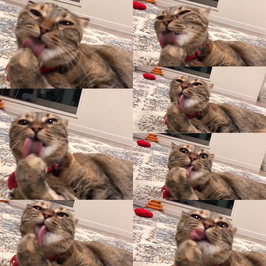 福田多希子さんのインスタグラム写真 - (福田多希子Instagram)「笑かそうとしてる気がするなあ🐈  舌かなあ  #キジトラ #保護猫」9月24日 20時02分 - yomeponta