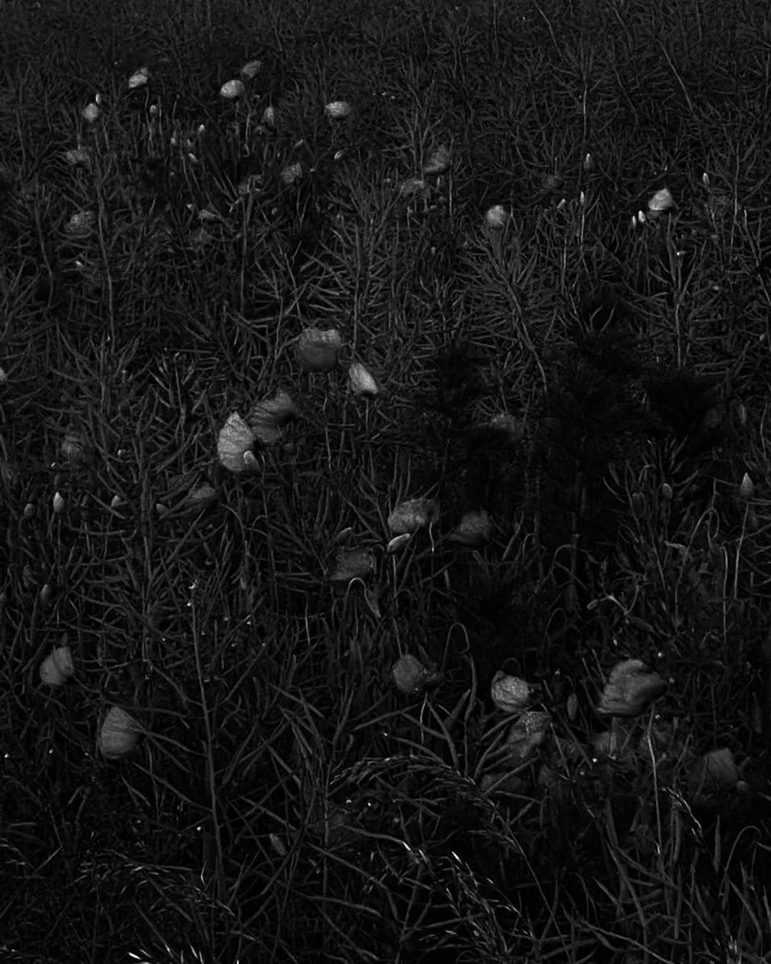 Mathilde Goehlerのインスタグラム：「Poppy’s 🖤 I took this photo very close to my childhood home, it reminds me so much of all the good memories」