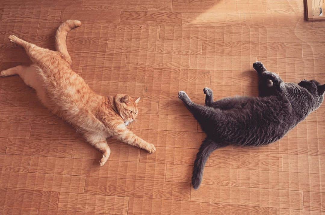 チキン南蛮カレーのルウ王子のグルメインスタ