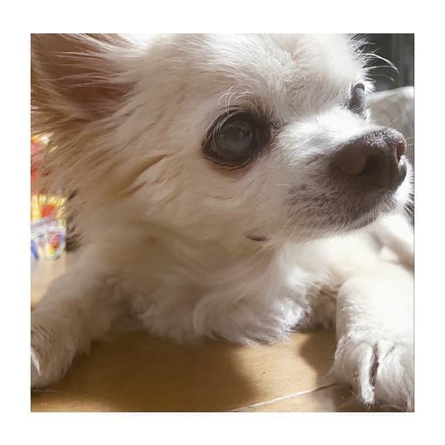 eiko kagamiのインスタグラム：「. 急に気温が下がって、爺さん🐶の寒さ対策もバタバタ🐾🍁 . . . . . #コナン#チワワ #老犬#二十歳 #シニア犬#高齢犬 #この冬も乗り切ろう #がんばれ爺さん」