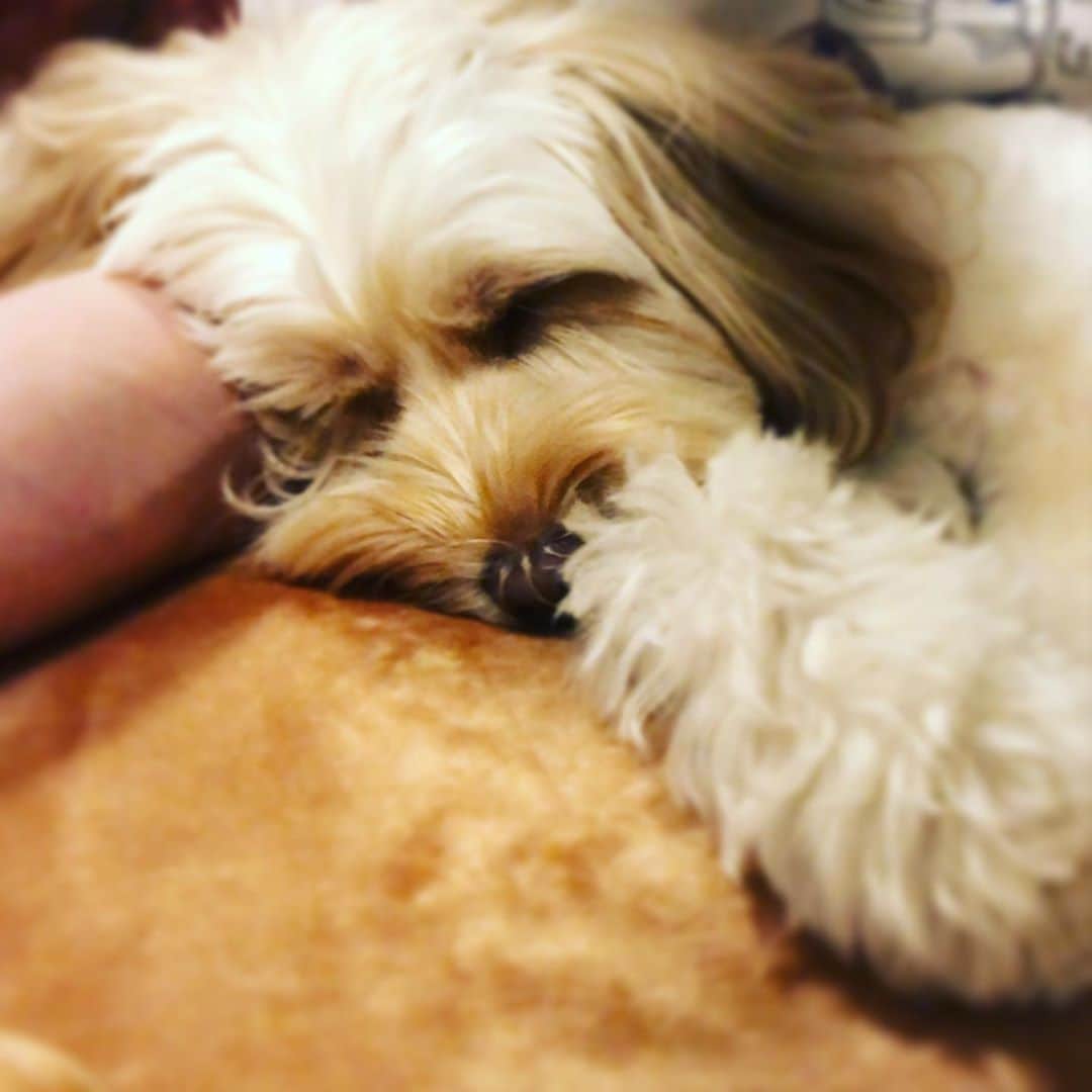 北山陽一のインスタグラム：「添い寝。#きたやまおもち」