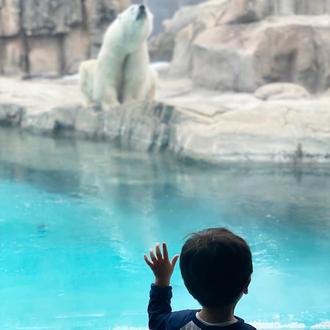 小川ひとみさんのインスタグラム写真 - (小川ひとみInstagram)「OOJI ZOO🐘 今日の #kobelife は、 Openと同時に王子動物園へ✨ 息子の感動、感激する姿が とにかく愛おしくて愛おしくて。 指を指して、 ゾウ！キリン！カバ！ と沢山教えてくれました💛 息子のフィルターを通して、 私もまた一から 沢山の事に感動しています。 海の動物、陸の動物 全て偉大で愛おしいね！ 大きいね、可愛いね！ これからも沢山の感動を 一緒に感じていこうね🥰 #王子動物園 #１歳８ヶ月」9月24日 21時01分 - hitomy220