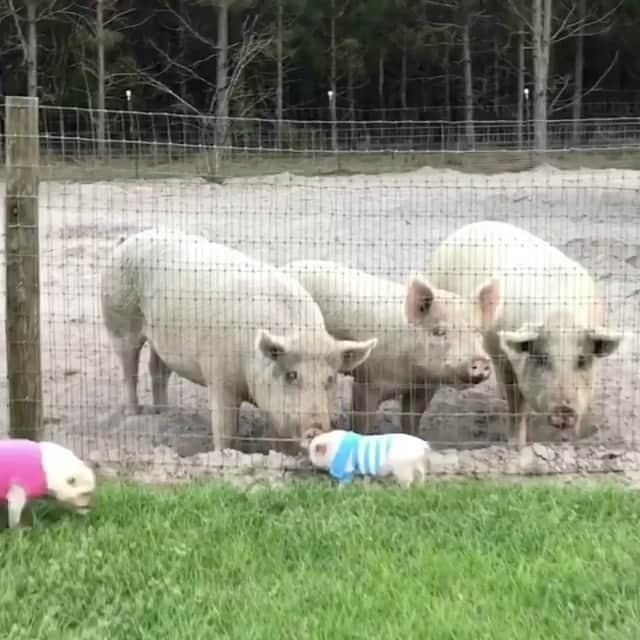 のインスタグラム：「‼️SQUEAL!‼️We have some exciting news, but we need your help! Our rescue @prissyandpops_helpinghooves has been selected as one of 25 finalists in Tractor Supply’s Rescue Your Rescue contest. We need you to help our farm friends win by going to tractorsupply.com/rescueyourrescue (link in bio) and clicking on the picture of Mommy Blossom🐷and Baby Sprout🐷 to vote for us. It’s completely free and will only take a few minutes, and we would be so appreciative. We would love nothing more than for our farm friends to be one of the top 8 grand prize winners. We are also asking for you to help us spread the word. Please share, post and invite all your animal loving friends to vote for Prissy and Pops Helping Hooves. Just watch how piggy excited I am here with #TheThreeLittlePigs and stay tuned for the next few days as we introduce you to more of our farm friends. Voting ends September 30th! Thanks so much for your support!🐷💕🐖#rescueyourrescue #contest #voteforus #prissyandpopshelpinghooves #PrissyandPop」