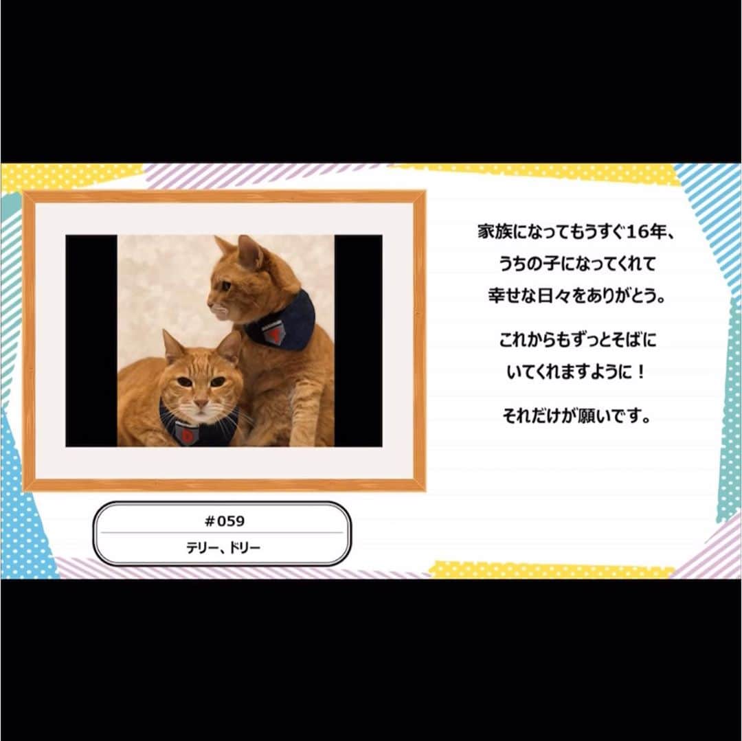 mayumiさんのインスタグラム写真 - (mayumiInstagram)「202009024 #09024terrydory ✩ @sippo_official さまの . 保護犬や保護猫を譲り受けて飼うことを、ペットと出会う時の「普通の選択肢」にすることをテーマにしたオンラインチャリティーイベント 「みんなイヌ、みんなネコ」26日まで開催しています！ . 譲渡会、寄付、トークイベント、写真展、フォトコンと盛りだくさん🐕🐈 テリドリも載せていただいています😻😻 . 詳細は、イベントページでチェックしてみて下さいね . イベントページはこちらのURL https://sippo.asahi.com/minnainu_minnaneko . #保護猫 #みんなイヌみんなネコ #sippoストーリー #sippo  . テリドリに元気玉ありがとうございます♥️ . . #無敵の親バカ同盟#シブにゃん隊over10 #IGersJP#ふわもこ部 #テリドリ2020 ． . #cat#猫#茶トラ#gingercat#weeklyfluff#ねこ#ネコ#catstagram#instacat」9月24日 21時14分 - imuyamotas