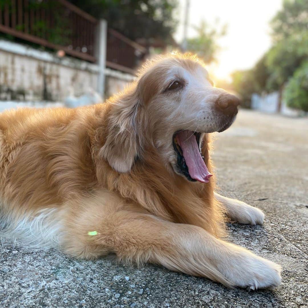 Hoykong&Plamuekのインスタグラム：「Lazy day วันนี้ค่อยดีหน่อย ฝนไม่ตก #hoykong #goldenretriever」
