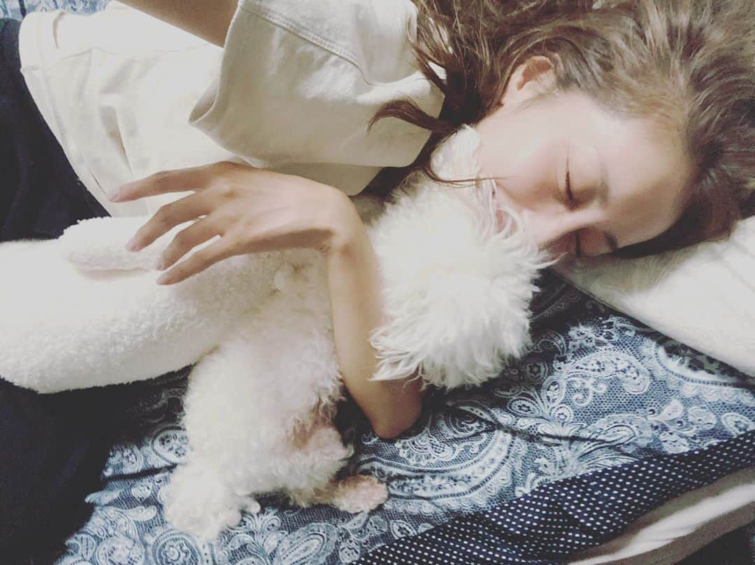 熊切あさ美さんのインスタグラム写真 - (熊切あさ美Instagram)「今日は一日とあることをしていてくたくた😌 でもお仕事がまた決まったり☺️ その電話で疲れが取れました 今日は早寝しようね🐩 #ありがとう　#感謝　#愛犬　#toypoodle  #トイプードル  #犬がいる生活  #熊切あさ美」9月24日 21時21分 - asami_kumakiri