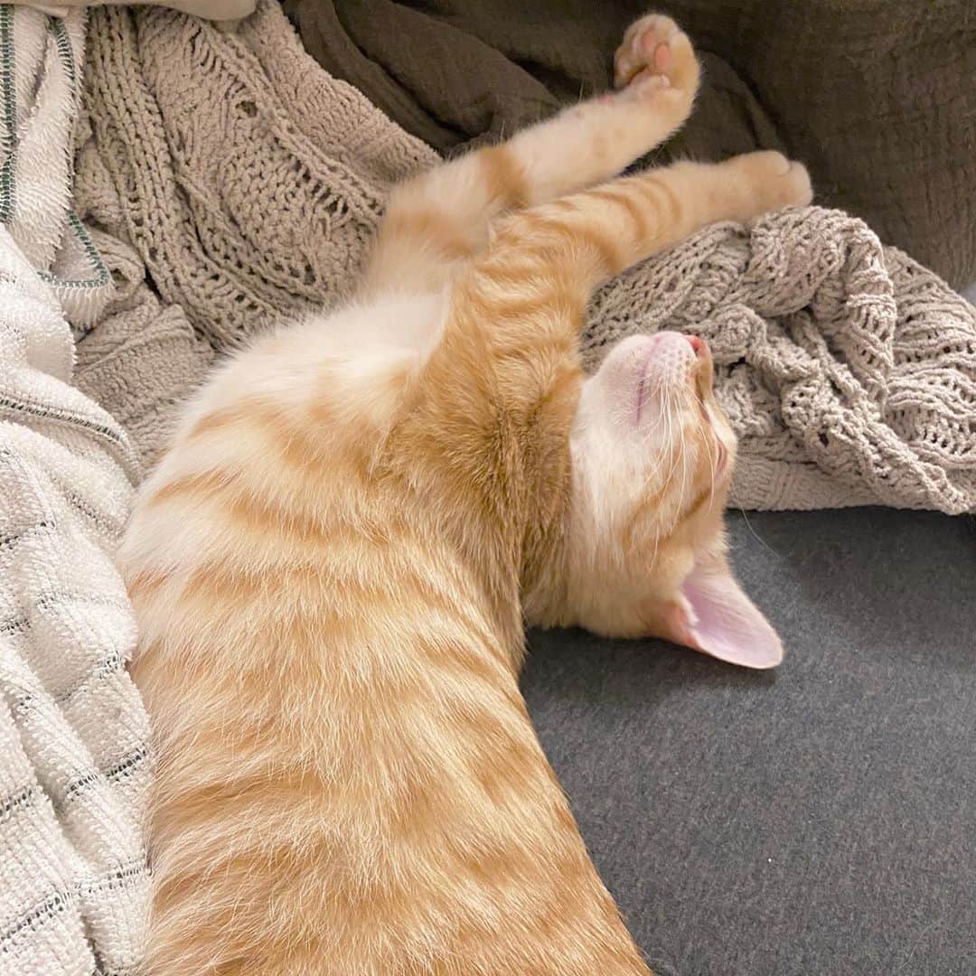相沢あいさんのインスタグラム写真 - (相沢あいInstagram)「兄のぺーるは小2の男子。すぐ調子に乗るアホの子。寝る時反りがち。人か猫にくっついたら、バタっと倒れてすぐ寝る。獣医さんにがっしりしてると褒められたので、大きくなりそう。大きくおなり。 _  #ぺーぽん #cat #kitten #catstagram #catsofinstagram #catsagram #babycat #子猫 #保護猫 #保護ねこ #仔猫 #ねこ #cat_of_instagram #cat_of_world #catlife #catlover #catlovers #fluffy #fluffycat #にゃんすたぐらむ #ねこすたぐらむ #茶トラ #orangecat #茶トラ男子部」9月24日 21時23分 - aizawaai