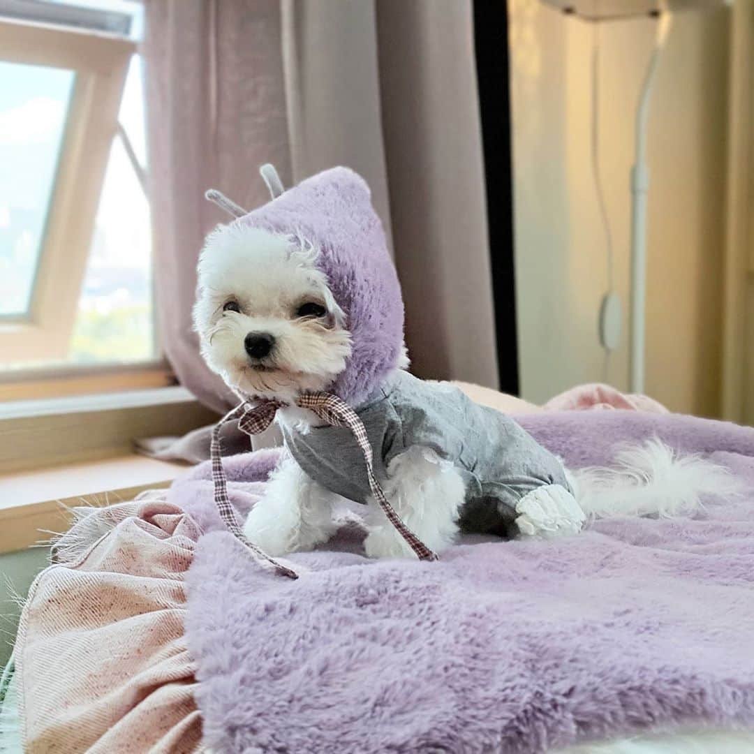 띠비비샤샤루루슈엘のインスタグラム