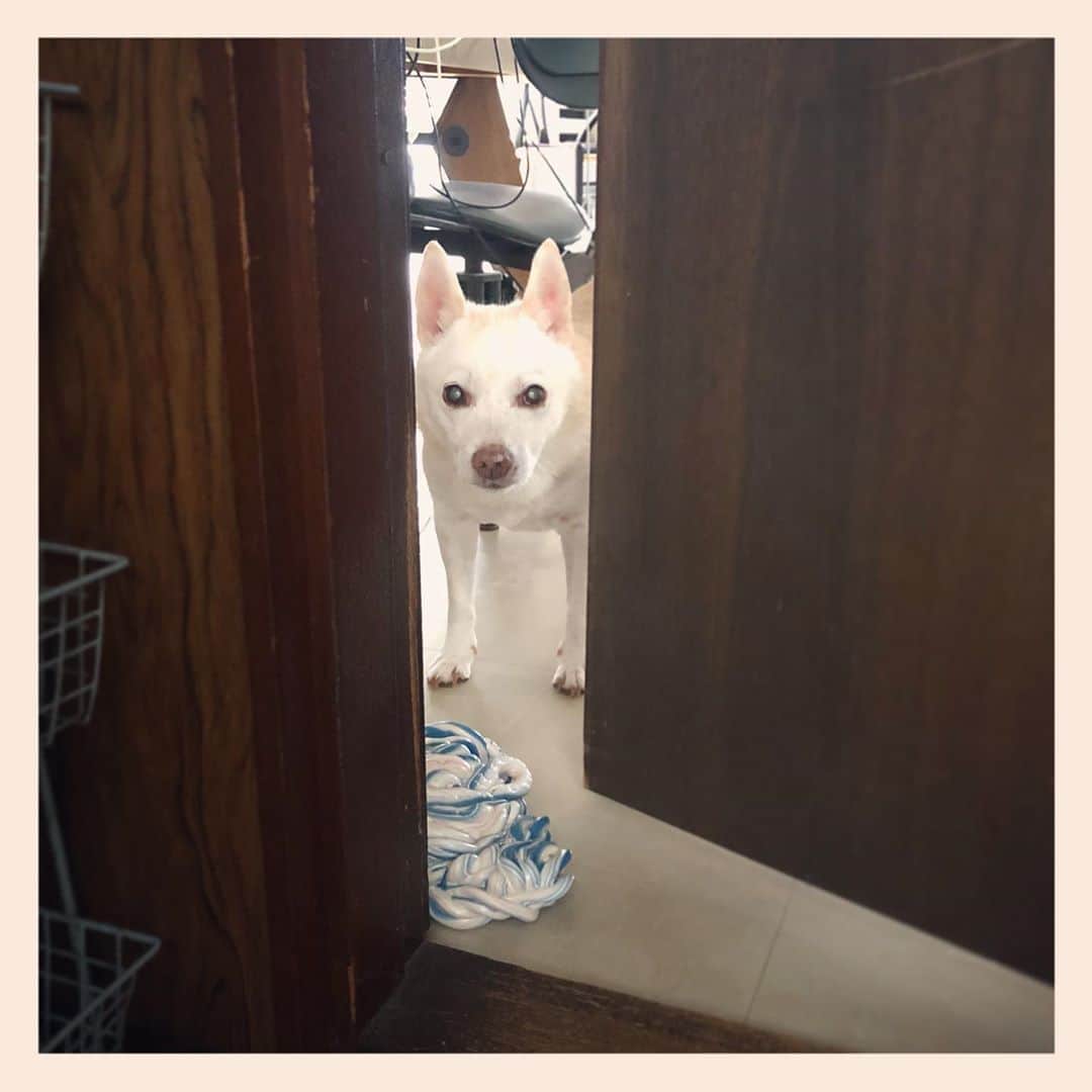 パンといっぴきのインスタグラム：「昨年からギャラリー フェブにて始まった、老犬との暮らしの提案や保護犬たちのことを知ってもらうイベント。今年はコロナ禍のためフェブのサイトにてTシャツを販売させていただき、売り上げの一部(116.583円)を 宮古島save the animalに寄付させていただきました。お買い上げくださった皆さま、まことにありがとうございました！  #元保護犬 #雑種犬 #crossbreed #mixdog #キップル14歳」