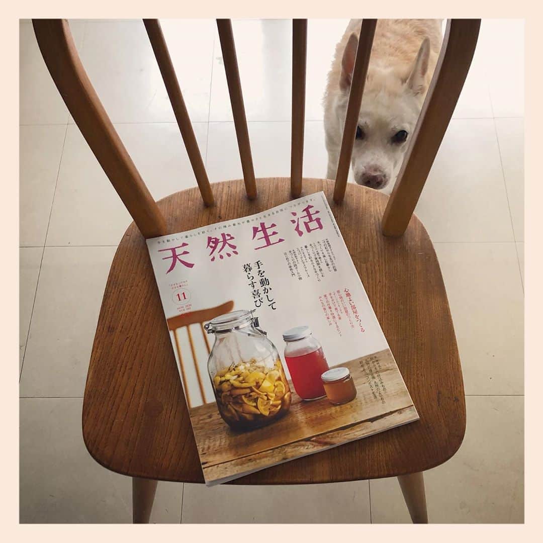 パンといっぴきのインスタグラム：「『天然生活』の新連載 “保護犬と楽しむ暮らし”、取材していただきました！生後5ヶ月くらいのキップルの写真もあります。ぜひ〜。  #元保護犬 #雑種犬 #crossbreed #mixdog #天然生活　#キップル14歳」
