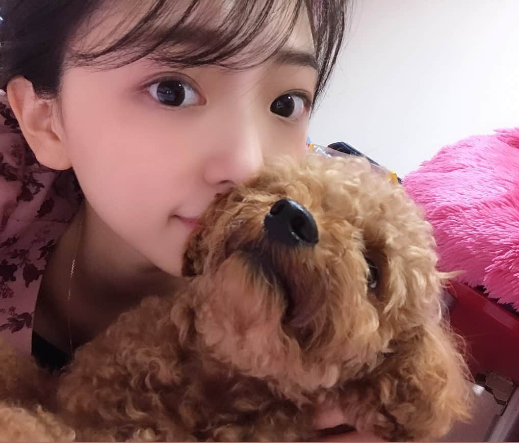 石原夕里朱さんのインスタグラム写真 - (石原夕里朱Instagram)「Lve♡﻿ ﻿ むに〜🧸﻿ ﻿ ってしたら、﻿ ﻿ 嫌がられた。笑﻿ ﻿ でもいつもはぴとり☺️❤️﻿ ﻿ #pet #dog #puppy #tinypoodle #toypoodle #petstagram #dogstagram #poodlestagram #instapoodle #instadog #lve #doglife #멍스타그램 #instagood #photooftheday #instadiary #わんちゃん #ペット #タイニープードル #トイプードル #ルヴ #いぬのきもち #いぬすたぐらむ #わんすたぐらむ #いぬのいる暮らし #いぬのいる生活 #いぬなしでは生きていけません #ふわもこ部 #癒し犬 #🐶」9月24日 21時37分 - ri_hannari