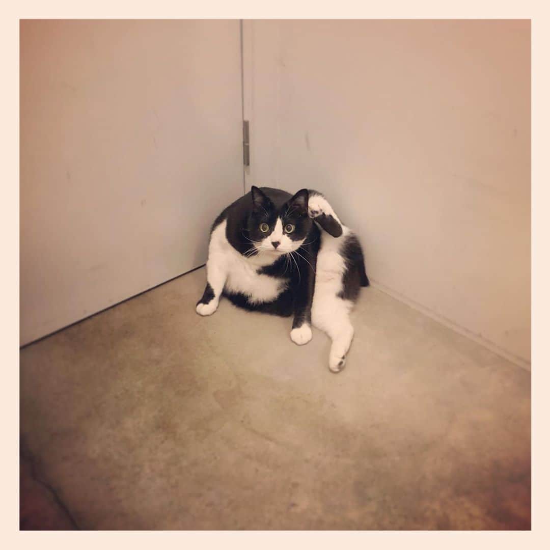 パンといっぴきのインスタグラム：「#元保護猫 #ハチワレ #白黒猫 #blackandwhitecat #tuxedocat」