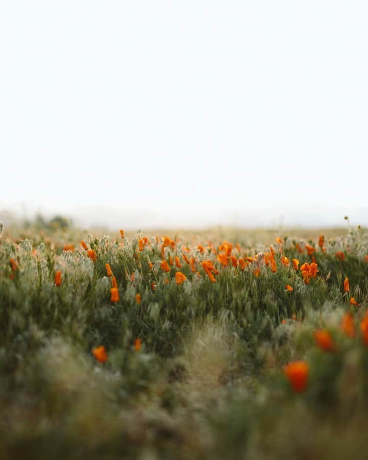 オーガニックバイジョンパトリックさんのインスタグラム写真 - (オーガニックバイジョンパトリックInstagram)「Fields of grass sprinkled with the last pops of color from late blooming flowers – such a beautiful glimpse of fall. Nature always inspiring the kinds of colors we want to wear each season.  #jporganic #organicbyjohnpatrick #fallfields #fieldsofgrass #feildsofflowers #orangeflowers #fallcolors #colorsoffall #thegoodtrade」9月24日 21時41分 - jporganic