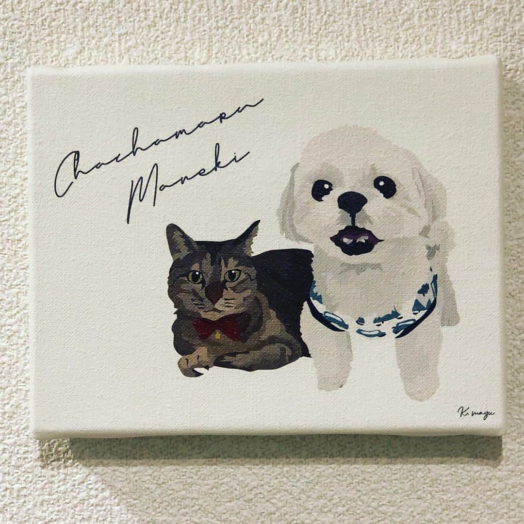 土肥ポン太のインスタグラム：「私の愛犬と愛猫をKatomayuさんに描いて頂きました〜❗️可愛い❤️ありがとうございました🙇‍♂️  #シーズー#シーズー大好き部 #猫#キジトラ#犬と猫#土肥ポン太」