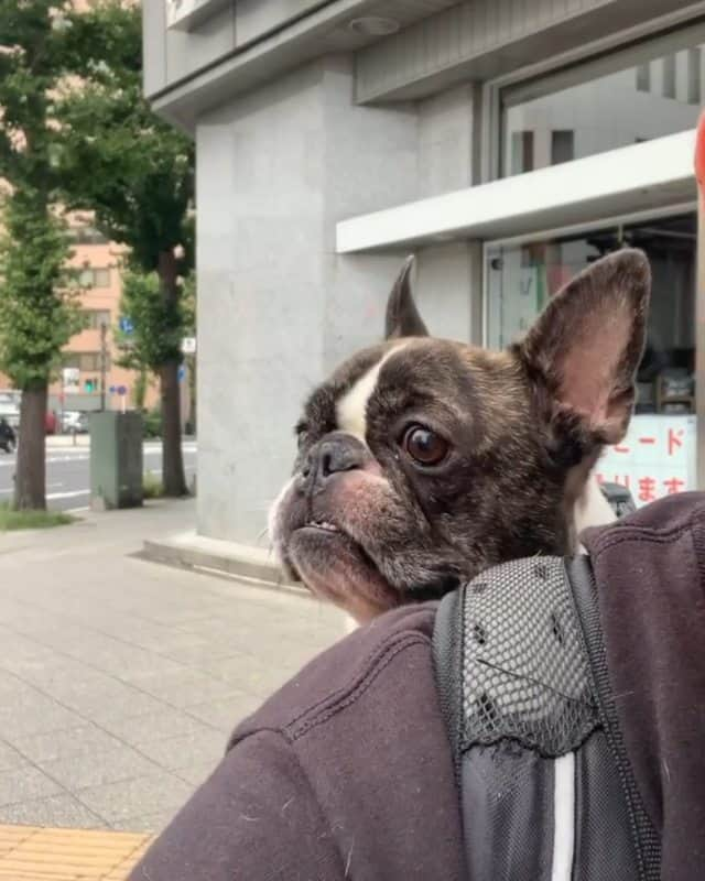 French Bulldogのインスタグラム