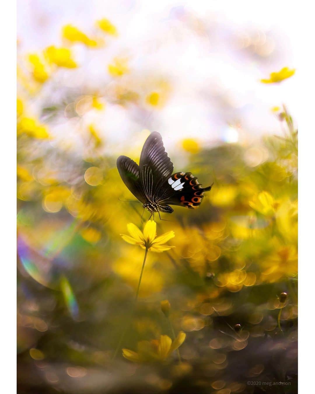 メグのん♡ A k i k oのインスタグラム：「🦋What a beautiful black dress... It looks good on you! . . . この秋、 最初にお目にかかれたレディブラック🖤 . 金色に光るコスモス畑で 華麗なダンスを披露してくれました💃 . 黒いドレスがとてもお似合いの モンキアゲハのお嬢さま🖤 . 美しい初秋の日を ありがとう♩ . . . 🦋 今年もモス活、 始まりました^ ^」