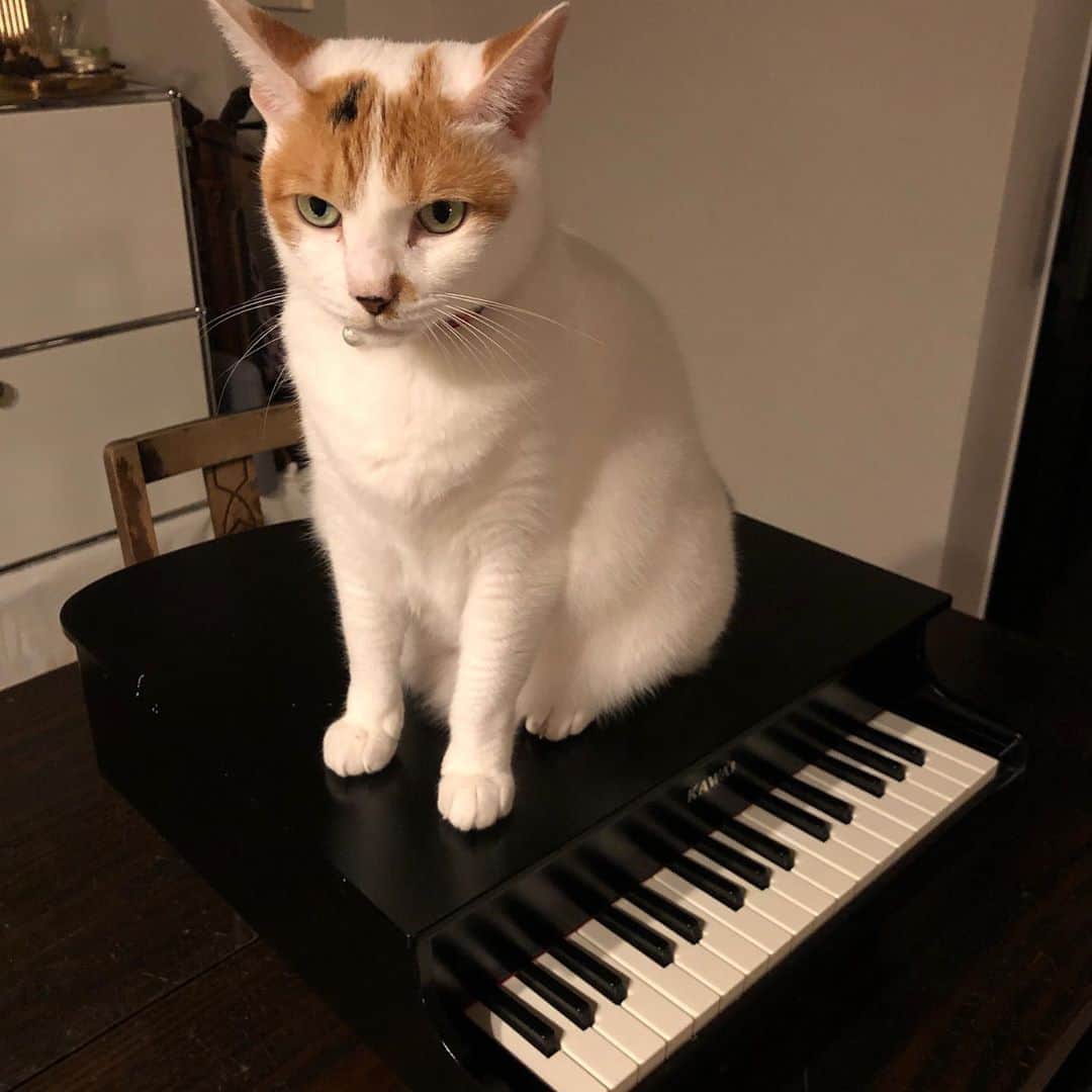 池田有希子のインスタグラム：「うちのYuja Nyang一号二号です。  #yujawang #nyanstagram #catstagram」