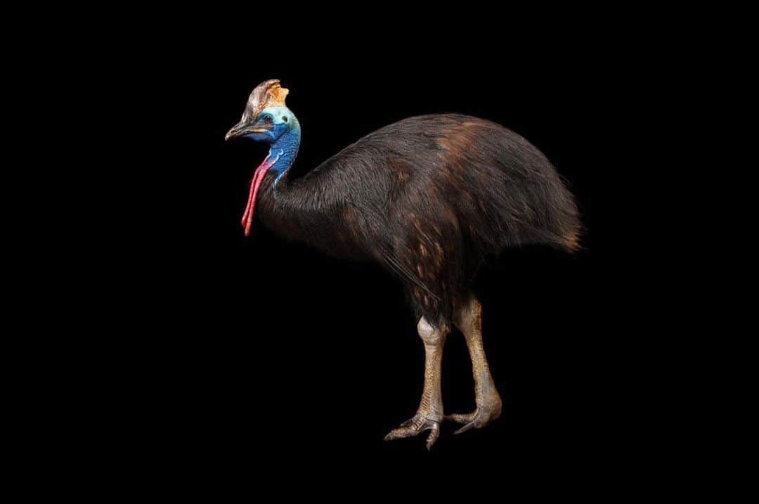 Joel Sartoreさんのインスタグラム写真 - (Joel SartoreInstagram)「Despite their huge size, double-wattled cassowaries are so quiet when they move throughout their forest homes that they can go virtually undetected. However, should something catch them by surprise, they are capable of bulldozing their way through the forest at up to 30 miles per hour, using the bony casques on the top of their head to push vegetation aside. While these prehistoric looking birds are flightless, their powerful legs make them good swimmers and excellent jumpers. ​Perhaps most interesting, they’ve also been known to disembowel threats with their long, sharp claws.​Photo taken @gladysporterzoo. #cassowary #bird #bigbird #flightless #stronglegs #doublewattled #blueface #casque #claws #PhotoArk #savetogether」9月24日 22時48分 - joelsartore