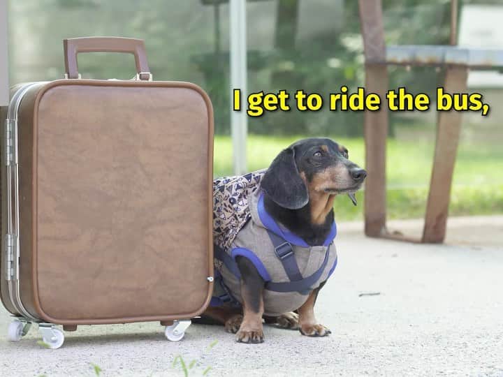Crusoe the Celebrity Dachshundのインスタグラム：「“My first new episode in months is HERE!!! Oakley takes the bus to come visit me and Daphne! Watch full video via link in my profile! 😊” ~ Crusoe」