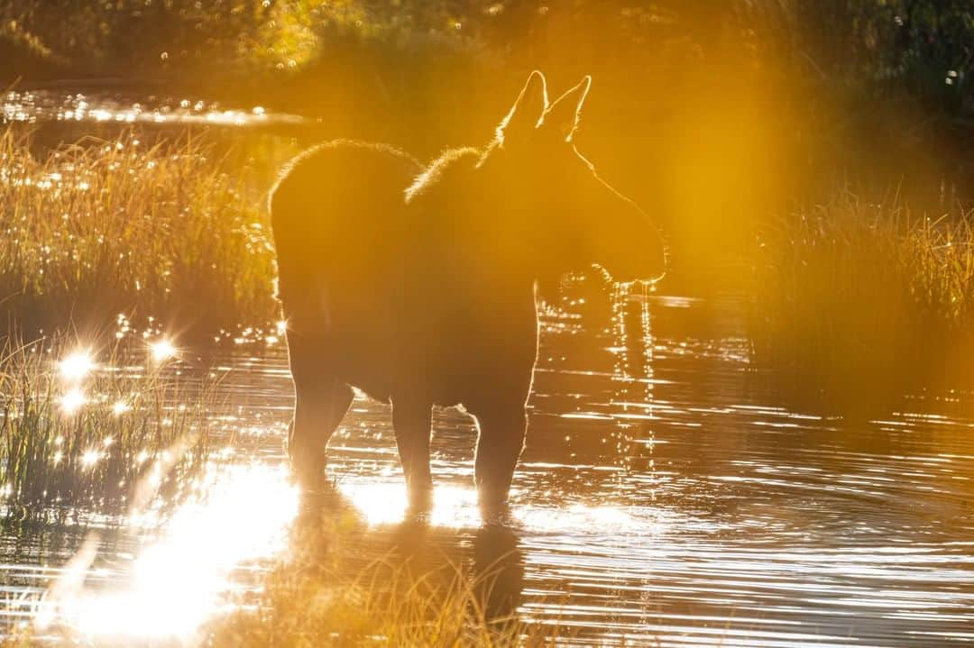 Sigma Corp Of America（シグマ）さんのインスタグラム写真 - (Sigma Corp Of America（シグマ）Instagram)「Sigma Ambassador @liam_doran_outdoors is always ready for a spur-of-the-moment, blink-and-you'll-miss-it shot, yet he still manages to get a little creative with foreground elements and sun position to add some extra zing to his photos!  Liam on his experience shooting these photos: I stood by the edge of the beaver pond, coffee in hand, waiting for the sun to crest the ridge. The air was still and nearly silent but for the babbling creek feeding the pond. As the earth spun and the sun came into view a moose dashed out of the woods and into the scene. She was hiding in the shadows as I composed a few frames of the landscape. Then she wandered into the pond for a drink. I quickly switched lenses and photographed her through the dew drops hanging on autumn colored willows. A twig snapped and she lifted her head to find the source. Whatever it was she decided to head back to safety of the aspen grove and lay down for a morning respite.  Moose. Sigma 100-400mm DG DN OS Contemporary lens on Sony a7III. 1/400 sec. f/9 ISO 400. Handheld.  Landscape. Sigma 24-70mm F2.8 DG DN Art lens on Sony a7III.  1/30 sec. f/16 ISO 125. Tripod mounted. No filter.  #sigmaphoto #SIGMA #sigma2470art #sigma2470dgdn #sigma100400 #sigma100400mmdgdn #photography #moose #wildlife #wildlifephotography #nature #naturephotography #sunrise #sunrisephotography #colorado #backcountry #mirrorlesscamera」9月24日 23時03分 - sigmaphoto