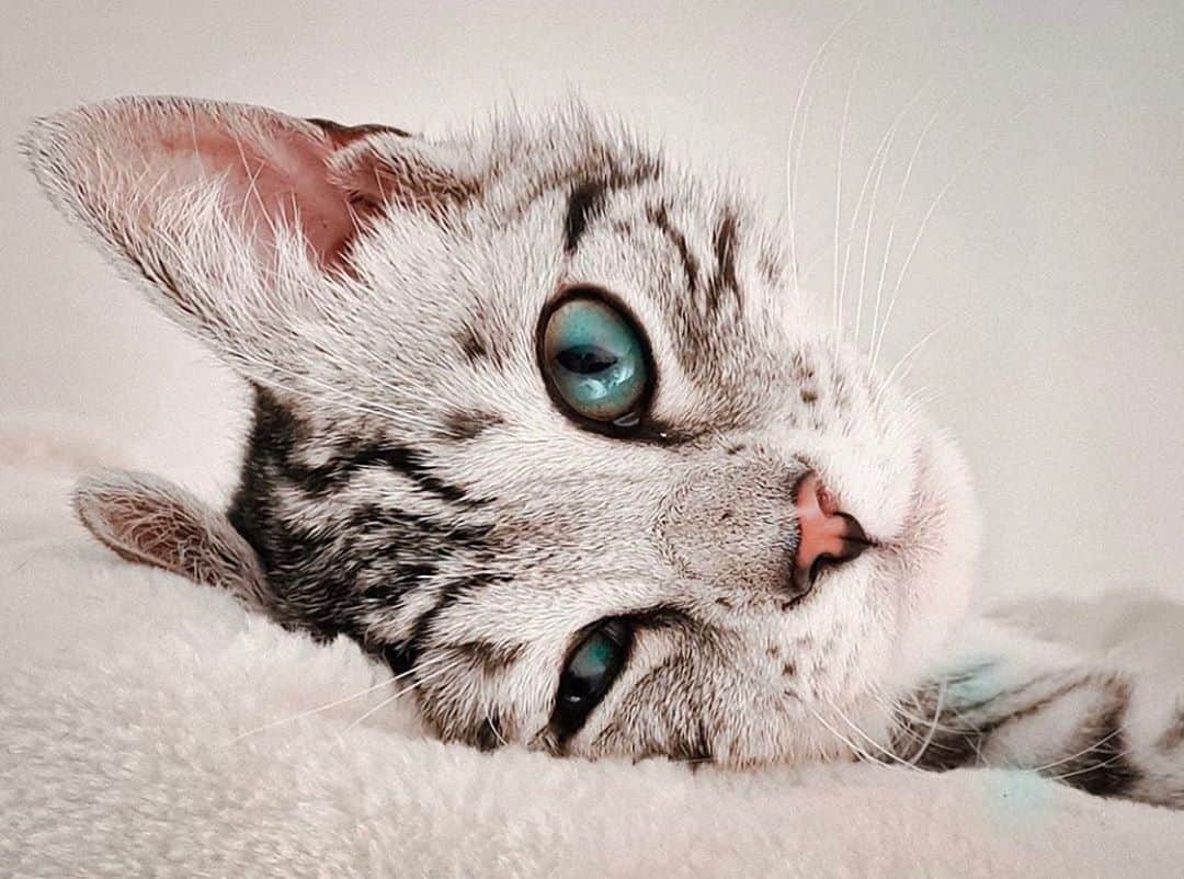 Paw Heartのインスタグラム：「@fibithesnowcat 😻」