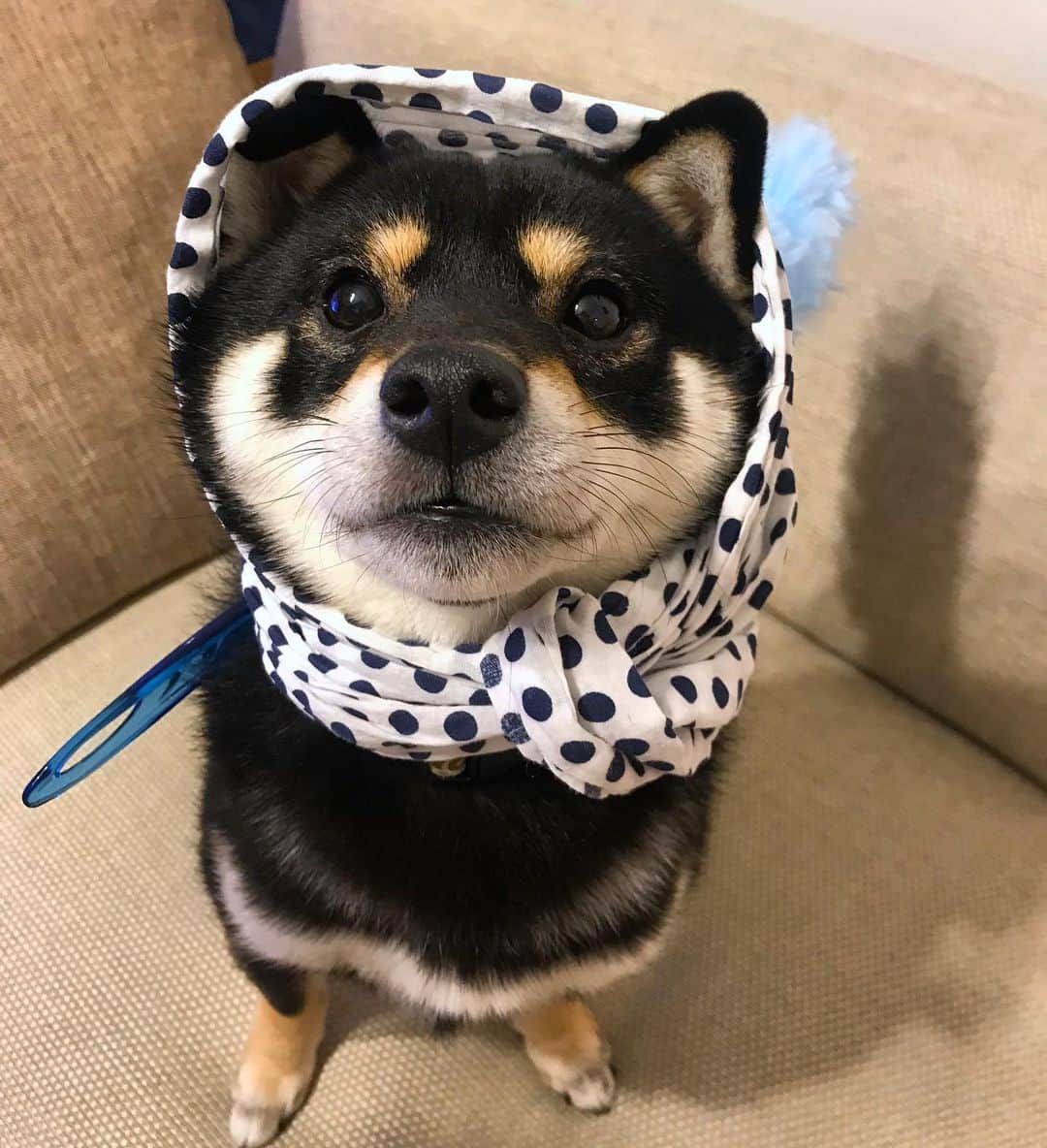 まめ丸のインスタグラム：「* * 今日は『清掃の日🧹』なんだって🐶💓 おそうじは大そうじ侍のぼくにまかせてねー❣️ * * #ドヤ顔の #大そうじざむらい #まめ丸何の日シリーズ * #柴犬#豆柴#柴#黒柴#犬#しばいぬ#shiba#shibainu#shibastagram#shibadog#ig_japan#ig_dogphoto#puppy#instadog#dogstagram#dog#petstagram#pet#강아지#dailyfluff#weeklyfluff#いぬのきもち#いぬのきもち部#清掃の日」