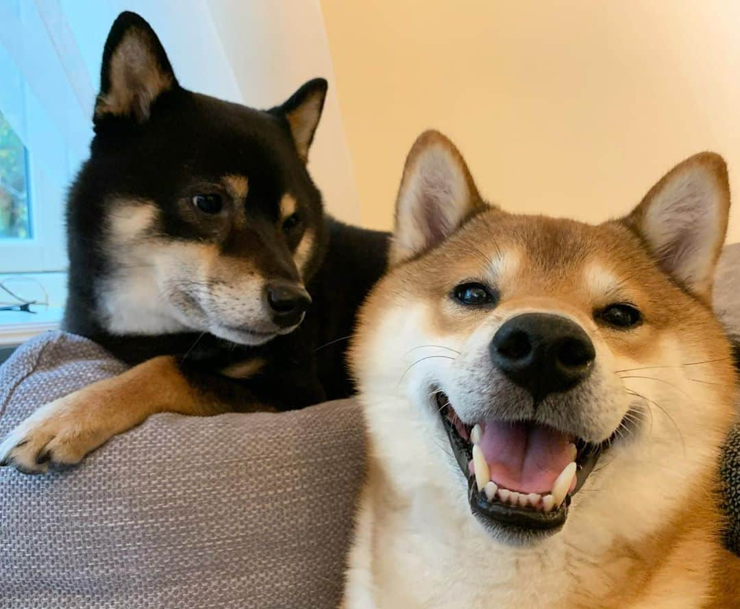 ?Fricko the Shiba Inu?さんのインスタグラム写真 - (?Fricko the Shiba Inu?Instagram)「Keaton tries to learn how to get a perfect smile like I do😌 Sorry Keaton, I was born this way 😏 🐾 🐾 #FrickoandKeaton #🐶 #☀️ #shiba #shibainu #dog #柴犬 #赤柴 #黒柴  #adorable #shibalove #shibaholics  #dogoftheday  #weeklyfluff #aww #dogstagram  #dogscorner #puppiesofinstagram #shibapuppy #shibastagram」9月24日 23時24分 - umigiva