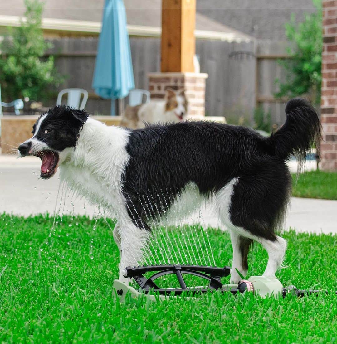 Jazzy Cooper Fostersさんのインスタグラム写真 - (Jazzy Cooper FostersInstagram)「Don’t forget to water your lawn and your Border Collie 💦🐼🌱 BB keeps social distance when the sprinkler is on. Can you spot her in some of the captures? 😒 She kind of blend in the background. 😄」9月24日 23時32分 - bordernerd
