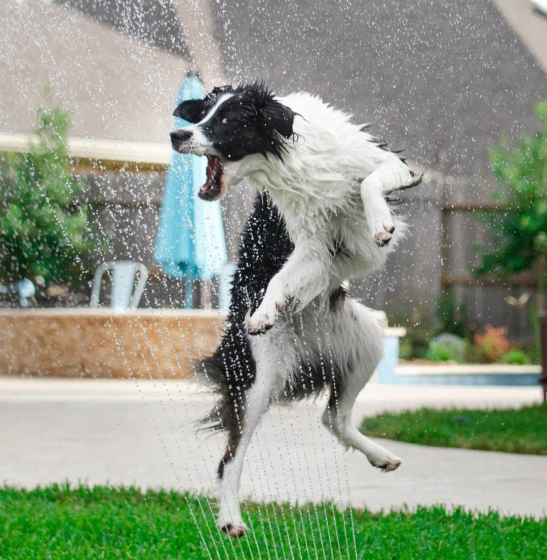 Jazzy Cooper Fostersさんのインスタグラム写真 - (Jazzy Cooper FostersInstagram)「Don’t forget to water your lawn and your Border Collie 💦🐼🌱 BB keeps social distance when the sprinkler is on. Can you spot her in some of the captures? 😒 She kind of blend in the background. 😄」9月24日 23時32分 - bordernerd