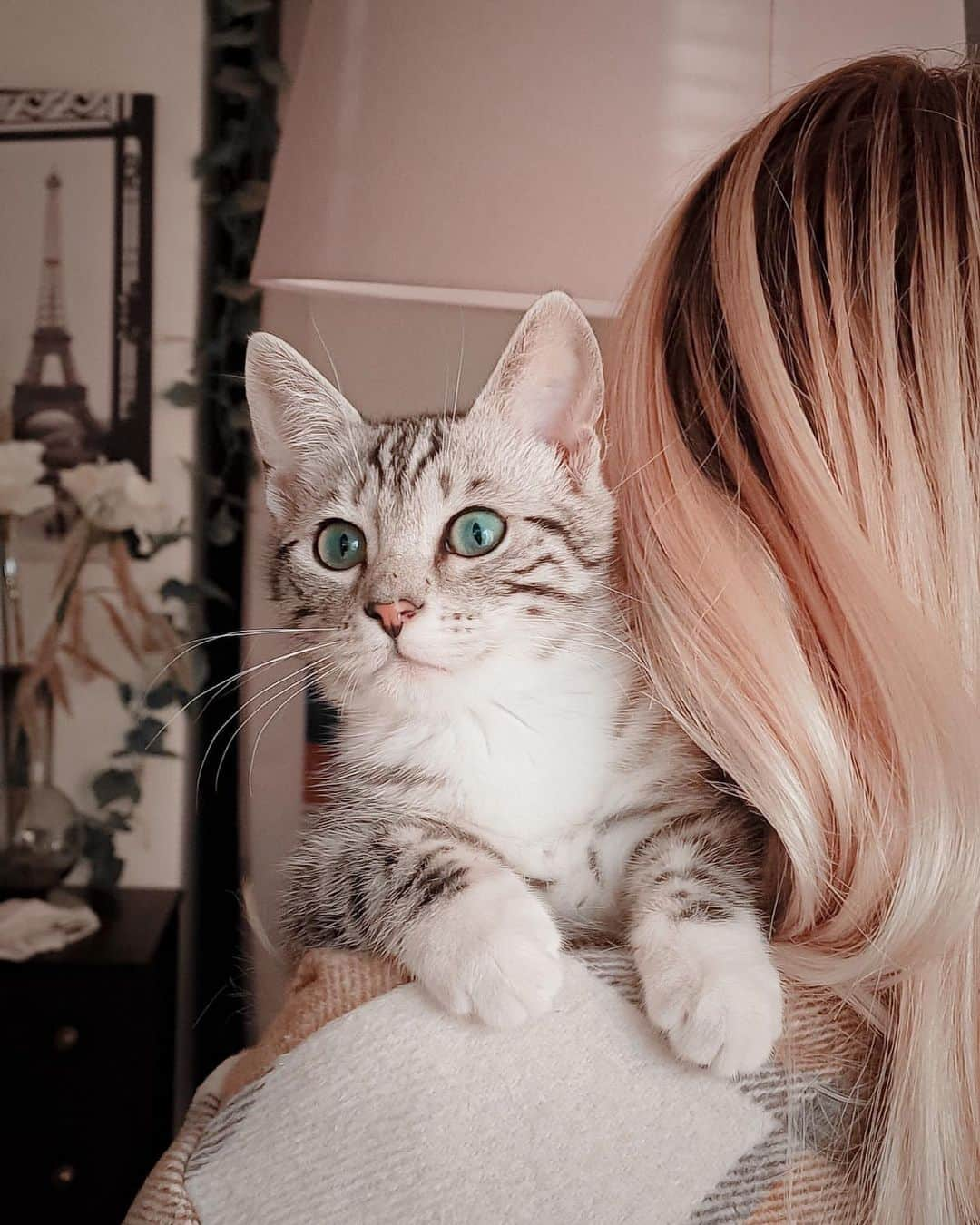 VIRAL PETSのインスタグラム：「why would I walk when I can just be carried on mommy's shoulder? 👑」