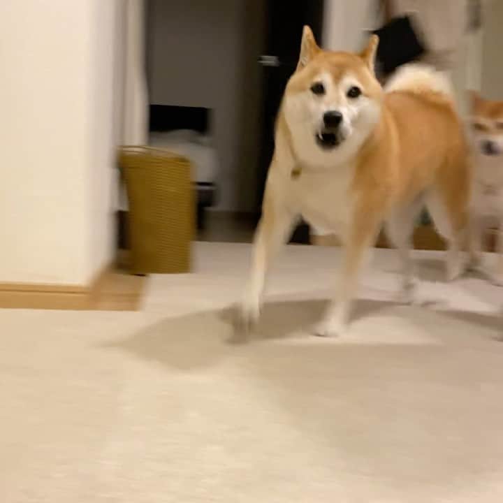 柴犬Mamesuke・Korosuke??大阪のインスタグラム