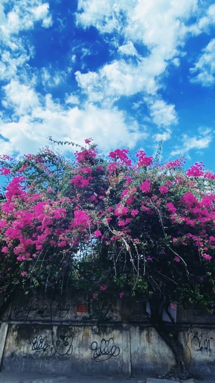 のインスタグラム：「. 2020.09.25﻿ ﻿ ﻿ *⿻｡* . ﻿ ﻿ ﻿ 2月に行ったHo Chi Minh﻿ 旅の最終日﻿ このBougainvillea、ほんとうに素敵だったな。﻿ ﻿ ﻿ ﻿ ﻿ ﻿ #写真で旅しよう﻿ #いつかまた世界で　﻿ ﻿ __________________________________________________**✧̣͙ͥ*﻿ ______________﻿ ﻿ ﻿ #ホーチミン2区﻿ #Bougainvillea﻿ #ホーチミン街歩き　﻿ #rolleiflex28f﻿ #期限切れフィルム﻿ #ローライ会　﻿ #HoChiMinh﻿ #ホーチミン旅行﻿ #yuyu_Vietnam ﻿ #暮らすように旅をする ﻿ #いつも旅していたい　﻿ #Bougainvillea」