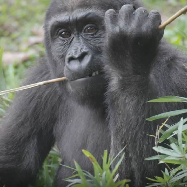 スミソニアン国立動物園のインスタグラム