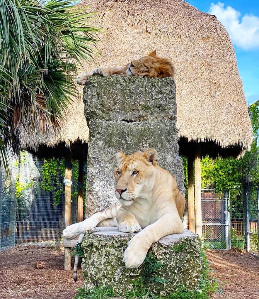 Zoological Wildlife Foundationさんのインスタグラム写真 - (Zoological Wildlife FoundationInstagram)「Max and Zeus Sitting on their Thrones 👑 Zeus on the Bottom is a Male Liger meaning his Dad was a Lion and his Mom is a Tiger! Max is getting to be a Big Lion Boy and it’s so Amazing watching these two grow up together and now have a Pride of their own! If you have not seen the newborn cubs in our other Pride go check them out!! #zeus #ligerking #brothersforlife」9月25日 0時49分 - zwfmiami