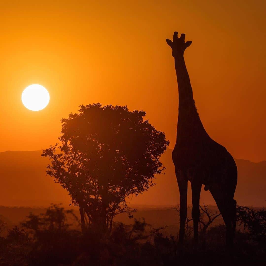 CANON USAさんのインスタグラム写真 - (CANON USAInstagram)「Photo by #CanonExplorerOfLight @ricksammonphotography "'I want to get a photograph that truly depicts the exotic feeling and mood of an African photo safari.' That’s what I said to my wife Susan when, before going on our fourth photo safari, she asked me, 'What’s the one photograph that you really want to get on this trip?' (Actually, I think was asking, 'Why do you need another photo safari picture!?')   She asked because I have thousands of safari images, but some, such as my wildlife head shots, could have been taken in zoos in the United States. What’s more, even some of the wide-angle shots look as though they might have been taken in wildlife parks, some of which offers realistic settings. With my goal in mind, I set out to get a shot of an African animal silhouetted against a dramatic golden sunset – the kind of sunset that you don’t see at a wildlife park.   On day two of our safari, we encountered a giraffe silhouetted against the setting sun. After directing my driver to find the best location for the shot, the scene illustrated two composition rules: 1) the giraffe, sun and tree illustrated the 'rule of odds,' and 2) each element in the scene was isolated, illustrating the rule of 'separation.' After framing my shot and setting my exposure compensation to -2.33 (in order to keep the edges of the sun crisp so it looked like a ball of light), I shot and accomplished my goal.   Sure, tech stuff, like exposure composition and knowing the rules of composition, is good to know, but always remember that mood matters most in any photograph. It’s also important, very important, to set goals – in our photography and of course in our life."  Camera: #Canon EOS 5DS Lens: EF 100-400mm f/4.5-5.6L IS II USM Aperture: f/13 ISO: 100 Shutter Speed: 1/1600 sec Focal Length: 200mm」9月25日 0時58分 - canonusa