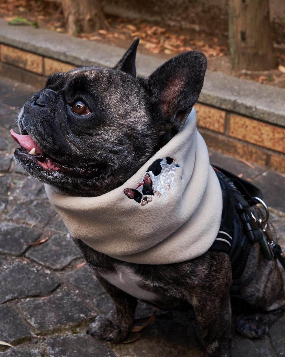 French Bulldog Lifeさんのインスタグラム写真 - (French Bulldog LifeInstagram)「【冬物キタ】ニットキャップからパーカーまで。PEGION × French Bulldog Lifeに新作登場！ * ネックウォーマーにニットキャップ、セットアップで楽しめるパーカー＆スウェット。 * 今年の秋冬もPOOPINGシリーズで🐕 * ★画像タップで詳細ページに飛べます * @pegion_dog #フレブルライフ#フレンチブルドッグ#フレブル#フレンチブル#ブヒ#frenchbulldoglife#BUHI#frenchbulldog#frenchie #poopingdog#FBL#멍스타그램#프렌치불독#法斗#法鬥#法国斗牛犬」9月25日 1時02分 - french.bulldog.life