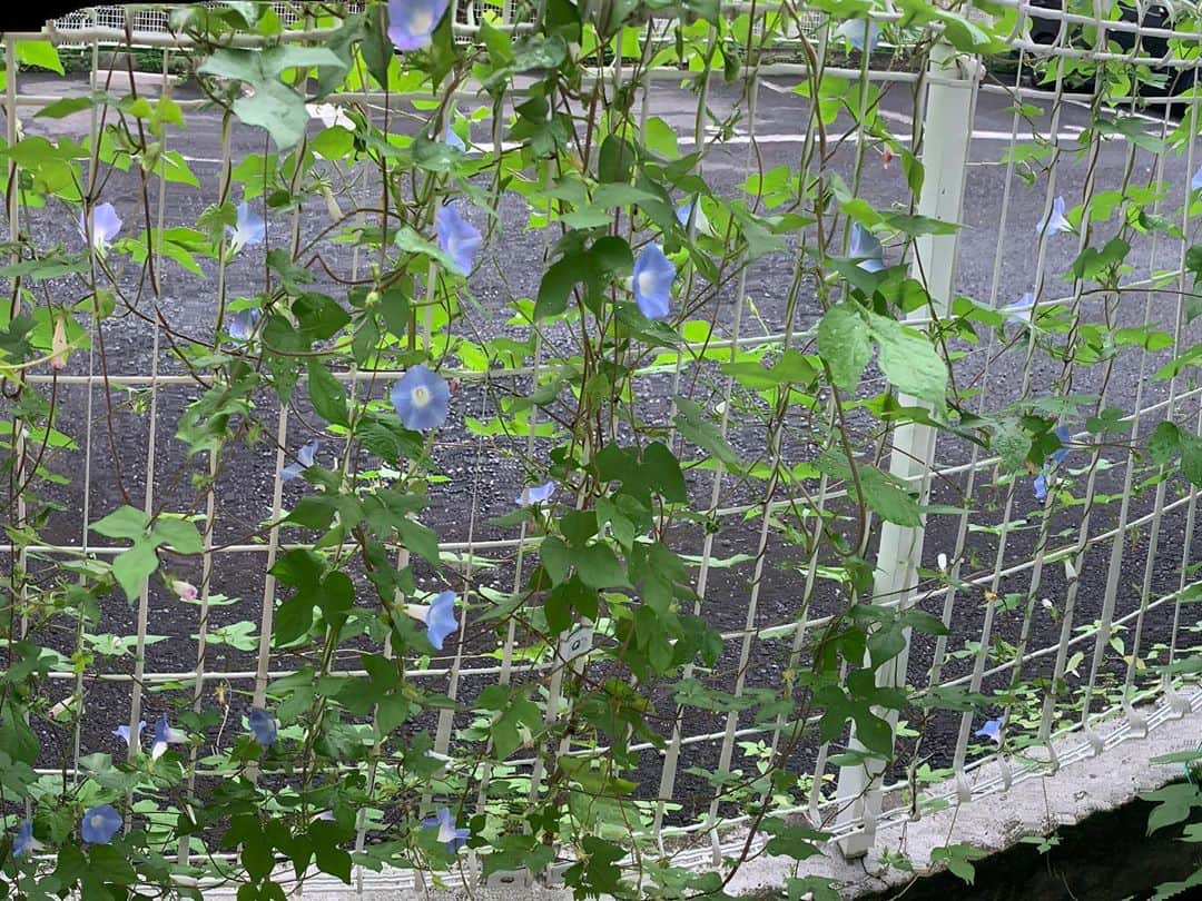 福山理子さんのインスタグラム写真 - (福山理子Instagram)「コンクリート朝顔さん 頑張ってる 嬉しいなあ 自然の強さ  #コンクリート朝顔  #concreteflower #力強い #朝顔」9月25日 1時15分 - rikofukuyama
