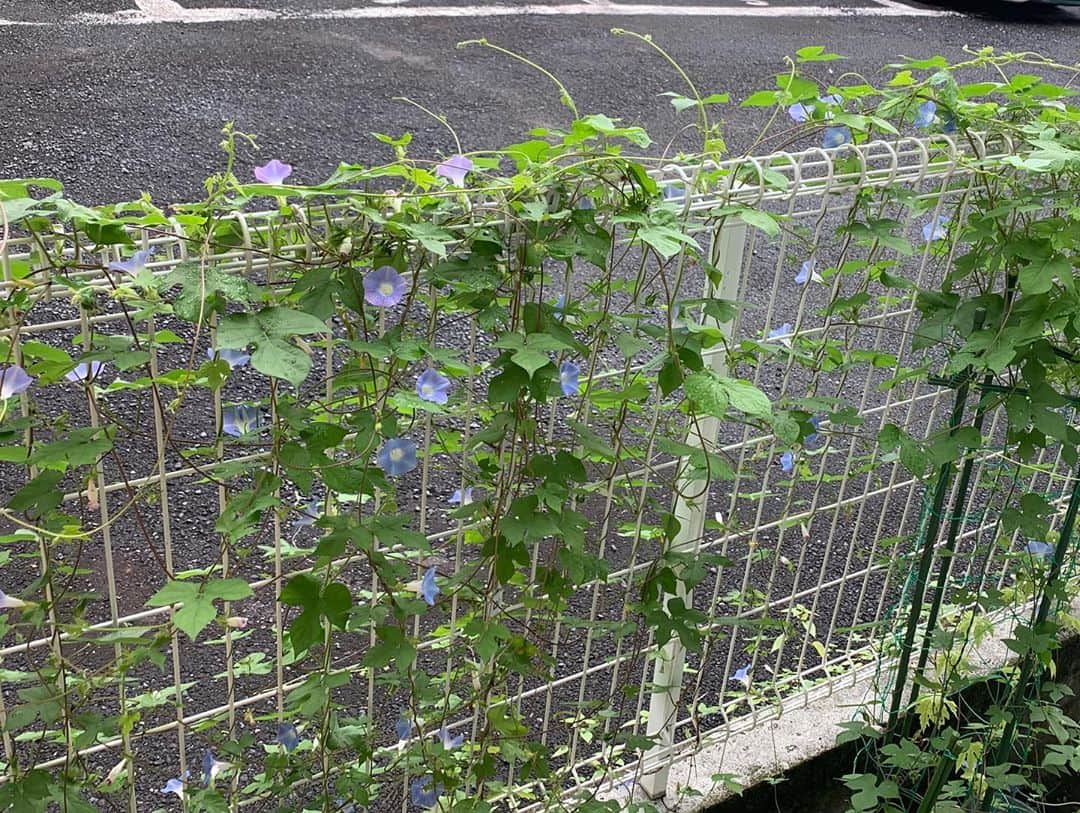 福山理子さんのインスタグラム写真 - (福山理子Instagram)「コンクリート朝顔さん 頑張ってる 嬉しいなあ 自然の強さ  #コンクリート朝顔  #concreteflower #力強い #朝顔」9月25日 1時15分 - rikofukuyama