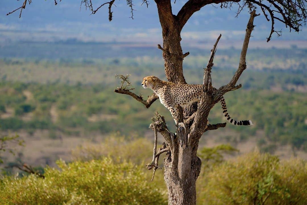 アニマルプラネットさんのインスタグラム写真 - (アニマルプラネットInstagram)「The view must look spectacular from all the way up there! #pictureoftheday . . . . . . . . . #cheetah #bigcat #africa #africansavannah #animalplanet #safari #photooftheday #tree」9月25日 1時18分 - animalplanet