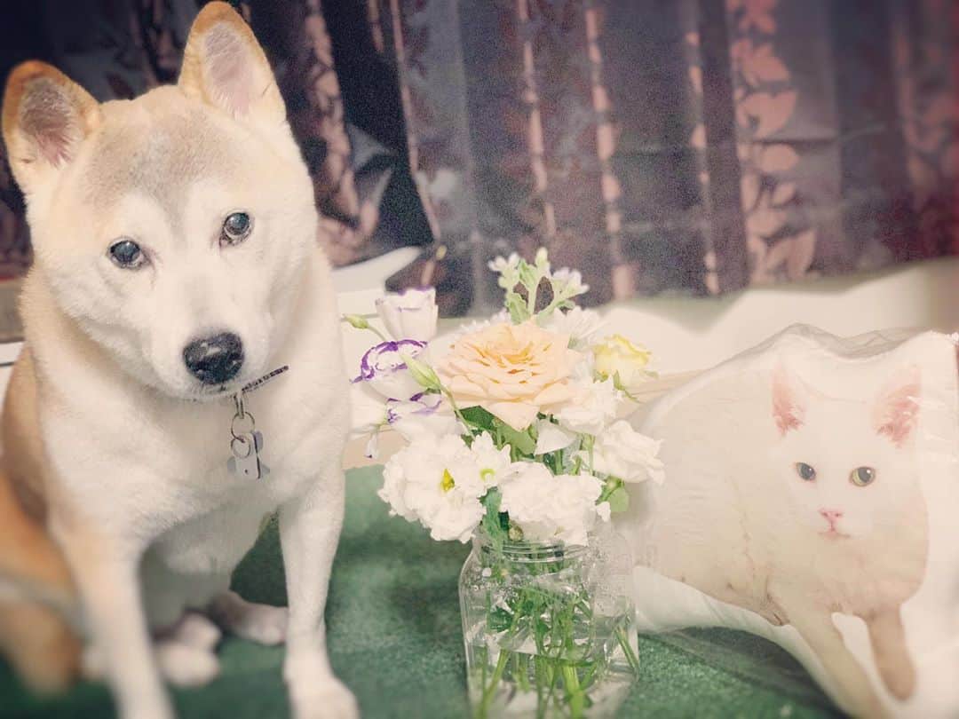 菊地由美さんのインスタグラム写真 - (菊地由美Instagram)「* くるちゃまとお花を あーでもないこーでもない と 写真を撮ってたら はち🐕 が ちゃっと来て ちょんと座り キメ顔🤣🥰 はち きみって ほんとに Goodboy❣️ . #はちとくる#GoodboyHachi #rescueddog#rescuedcat #元保護犬#元保護猫 #denkuruhachi#foreverfamily」9月25日 1時44分 - yumikikuchi
