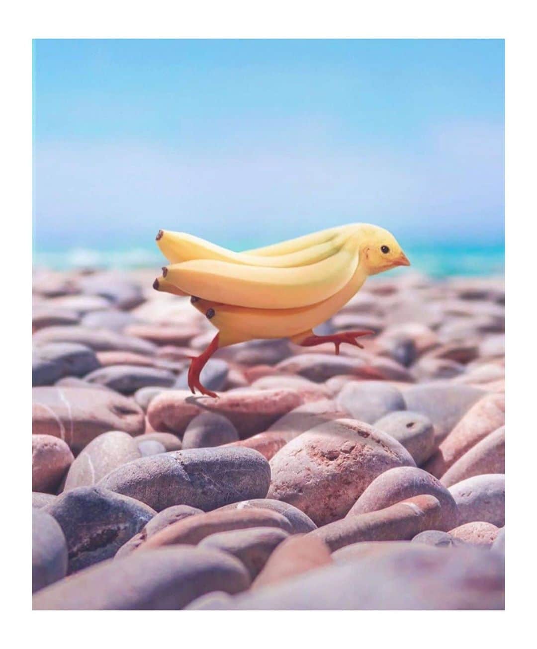 ジュリアナ・パエスのインスタグラム：「#bananabird #coisasfofasquesalvonomeurolodecamera」